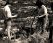 Sadzenie lasu 1989r. 6 klasa 1989r. zdjęcie Janiny Glińskiej