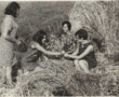 lata 50, Osmola